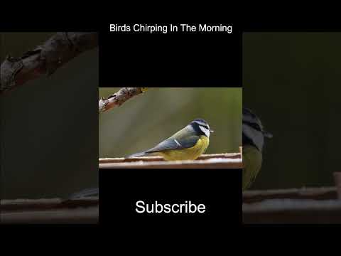 Birds Chirping In The Morning Sound Effect  #shorts #viral #viralvideo