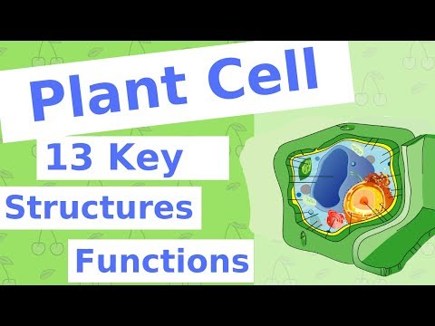 The Plant Cell | 13 Key Structures