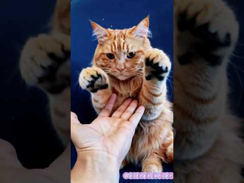 逗猫咪握手也不容易,猫咪要思考很久|和猫咪握手#shortvideo #funnycat #funny