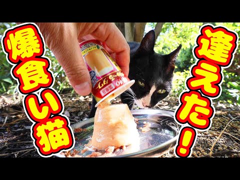 久々逢えた！爆食い猫にご飯をあげたら・・・ さくらねこへの給餌 癒され野良猫動画 感動猫動画