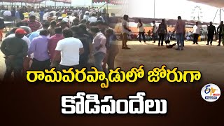 తగ్గేదేలే!... రామవరప్పాడులో జోరుగా కోడిపందేలు | Kodi Pandalu Full Swing at Ramavarappadu🔴LIVE