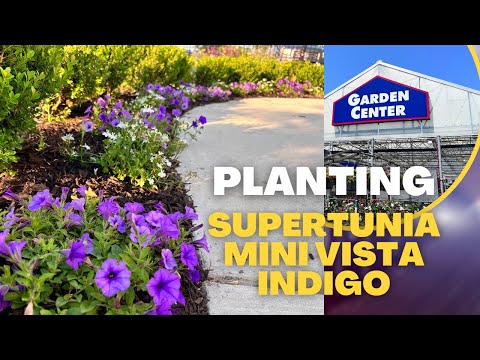 Planting Supertunia Mini Vista Indigo from Lowe’s & Walmart