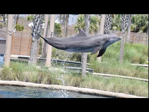 Dolphin Show - Gulfarium Marine Adventure Park - August 15, 2024