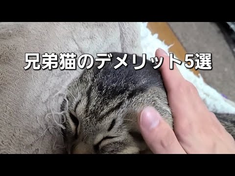 兄弟猫のデメリット5選！！