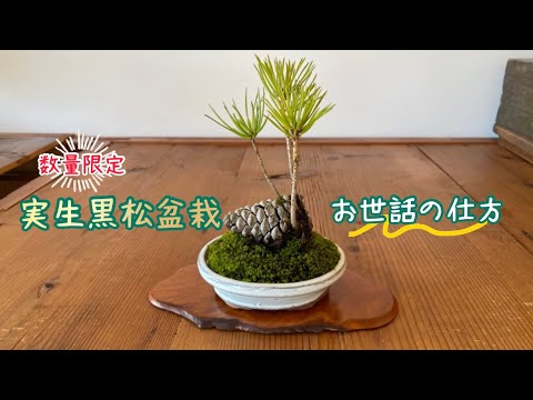 【園芸】実生黒松盆栽 お世話の仕方