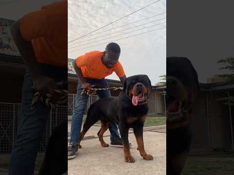 Petting Mighty the huge Rottweiler #rottweiler #dog #shorts