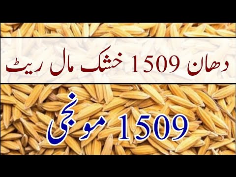 1509 Moonji rate today|Price of rice today in Pakistan|Rice price in India|مونجی کا ریٹ