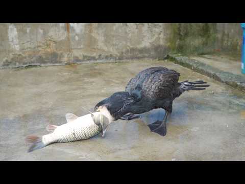 Greedy cormorants eat fish bigger than themselves