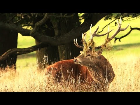 RED DEER RUT 2024  👀  Defending Harem in Open Fields  👀  TATTON PARK - Nikon P1000 Videography