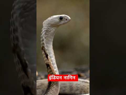 #2024 : #dholak #nagin #junglefacts #animals #snake #viralvideo #ytshort