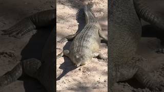 Gharial #cute #animals