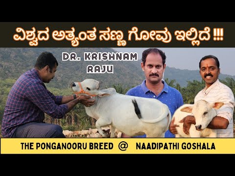 ವಿಶ್ವದ ಅತ್ಯಂತ ಸಣ್ಣ ಗೋವು | World's smallest Cow | Miniature cow in Nadipathi Goshala #miniaturecow