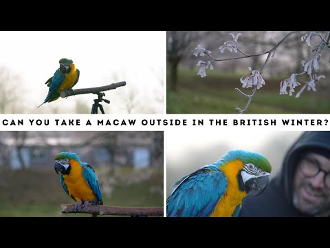 CAN YOU TAKE A MACAW OUTSIDE IN WINTER? | SHELBY THE MACAW