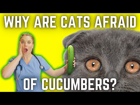 The 3 Reasons Why Cats Are Afraid Of Cucumbers? | Vet Simply Explains