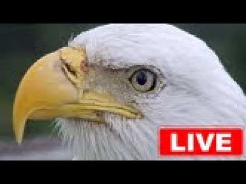 Southwest Florida Eagle Cam - 360