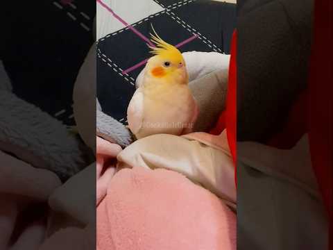 Adorable Cockatiel Milo's Cute and Cozy Moments 🤗🥰🦜 #cockatielscraze #birdscharm #cockatiel