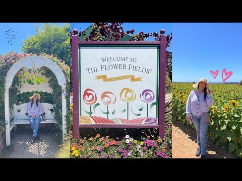 My Trip To The Flower Fields 2024 ❤ Carlsbad, CA