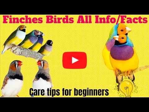 Finches birds information and facts| How to care finches bird?|#finches #birdcare#youtubecreator