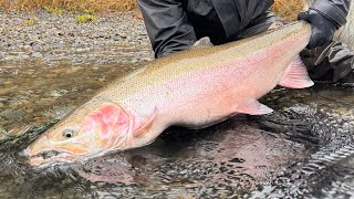 Bank Fishing Steelhead! How To Read Water. (Tactics, When, & Where?)