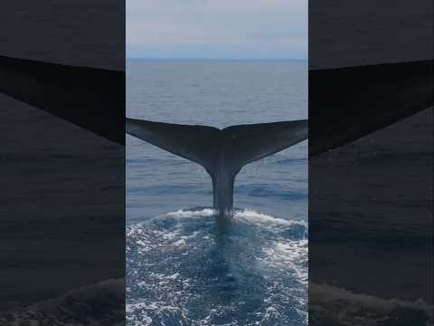 See Blue Whales, Killer Whales, Humpback Whales, and so much more like never before in my new film!