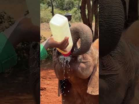 Visiting the Elephants of Sheldrick Wildlife Trust elephant orphanage