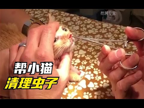 小猫咪那么可爱你怎么能伤害它，马蝇幼虫居然寄生小猫