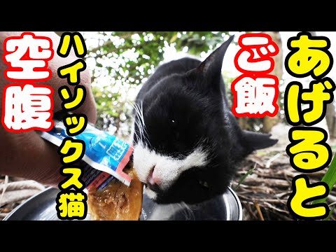 空腹なハイソックス猫にご飯をあげたら・・・ いつもと違う縄張りでキョロキョロ さくらねこへの給餌 癒され野良猫動画 感動猫動画