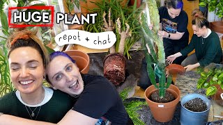 Overdue Repot of my BIGGEST Houseplants With @GoodGrowing 🌱 Huge Plant Repot + Chat