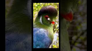 Bby bird looking cuty 🥰🐧... #wildlife #wild #nature #prokriti #forest #bird #shorts