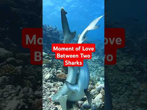 Moment of Love Between Two Sharks #SharkLove #OceanBeauty #MarineLife #UnderwaterHarmony