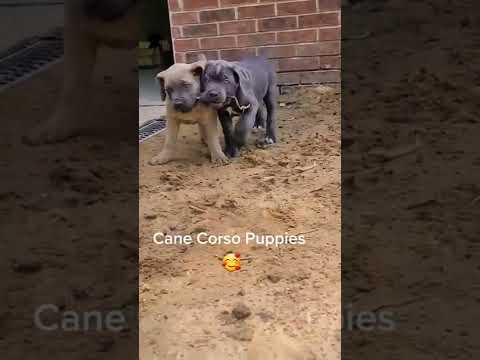 Cane Corso Puppies from our past litter Subscribe for more videos!