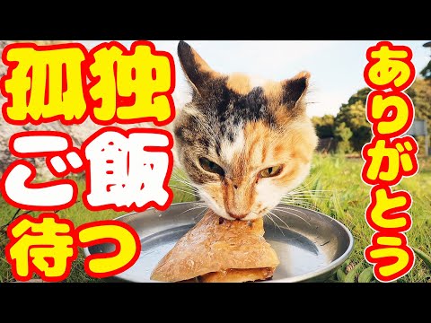 寒い中ご飯を待ち続けている猫にご飯をもっていくと・・・ 地域猫ボランティアさん急逝後に火事エリア さくらねこへの給餌