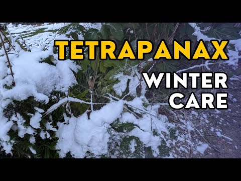 How to get your Tetrapanax Papyrifer through winter snow and frost