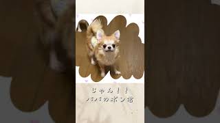 【ロングコートチワワ】パパに似てたティル！【子犬】