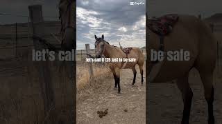 😂😂 #horsevideo #buckskinhorse #horse #cowboys #equestrian