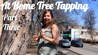 At Home Tree Tapping-- Pt 3