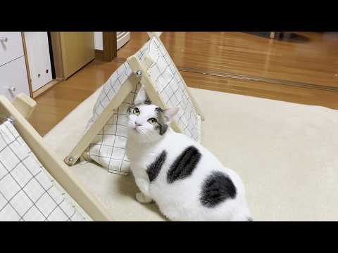 A fat cat is bothering my cat as he relaxes in his favorite tent.