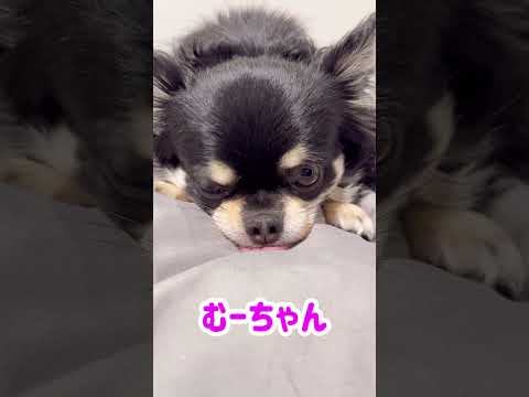 お散歩を拒否するうちのチワワ#shorts #チワワ #チワワと暮らす #funnydogs #dog #癒し #cutedogs #散歩拒否