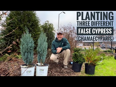 Conifer Kings! Discover 3 Stunning Chamaecyparis Varieties // False Cypress (Pt. 1)