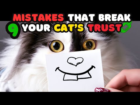 9 Actions That Could Break Your Cat’s Trust | Avoid These Mistakes!