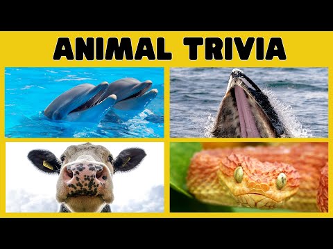 Animal Trivia for Kids