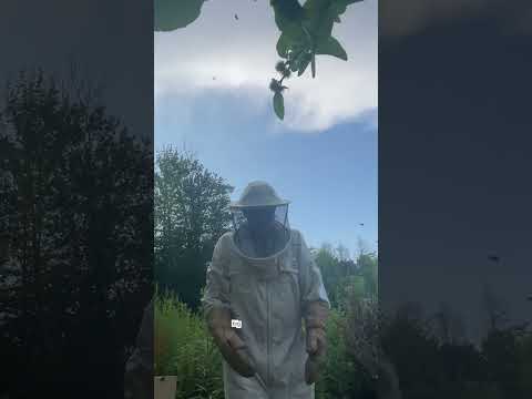 Beekeeping hurts.