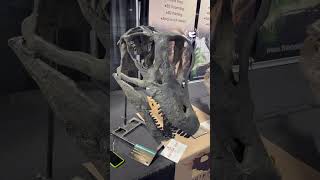 Brachiosaurus Skull Cast Available from Express Exhibits