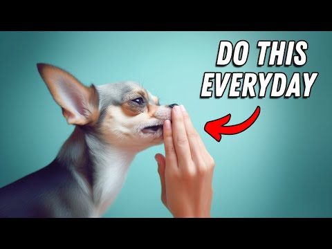 I wish I knew these BEFORE getting a Chihuahua