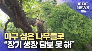 다른 나무들로 생장 방해받는 보호수(2024.9.15/뉴스데스크/MBC경남)