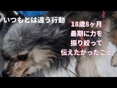 18歳8ヶ月　最期の力を振り絞って伝えたかった事#愛#犬#老犬