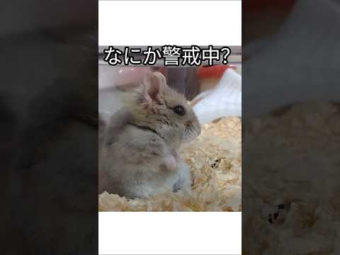 ウサギみたいなハムスター（ピク）#ハムスター #ウサギ#警戒#可愛い#癒し#hamsters