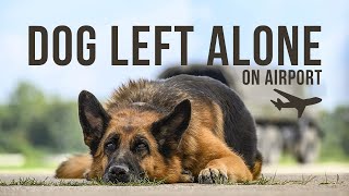 German Shepherd Dog Left Alone on Airport (True Story)