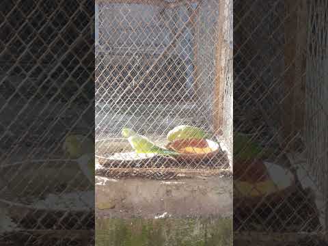 Ringneck parrot pair🦜🦜 #birds#ringneckparrot #greenringneckparrot