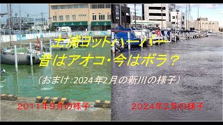 茨城県・土浦市の土浦ヨットハーバーの移り変わりと新川の様子（昔はアオコ、今はボラ？？？）